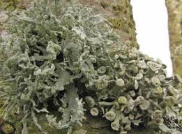 Attēlu rezultāti vaicājumam “Ramalina fastigiata”
