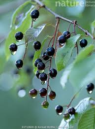 Attēlu rezultāti vaicājumam “Prunus (bird-cherry tree)”