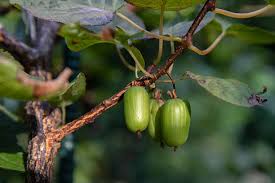 Attēlu rezultāti vaicājumam “Actinidia kolomikta fruit”