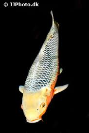 Image result for Cyprinus rubrofuscus