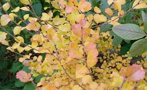 Attēlu rezultāti vaicājumam “Betula nana flower”