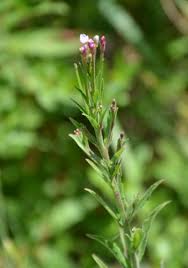 Attēlu rezultāti vaicājumam “Epilobium roseum flower”