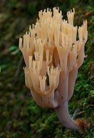 Attēlu rezultāti vaicājumam “Clavicorona pyxidata”