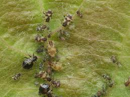 Attēlu rezultāti vaicājumam “Chaitophorus populeti”