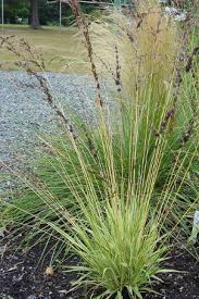 Attēlu rezultāti vaicājumam “Molinia caerulea”
