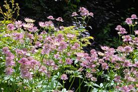 Attēlu rezultāti vaicājumam “Astrantia major fruit”