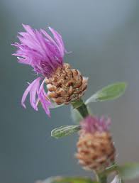 Attēlu rezultāti vaicājumam “Centaurea jacea bud”