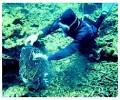Marine Biologist - Biology Encyclopedia - body, human, animal ... 