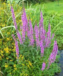 Attēlu rezultāti vaicājumam “Lythrum salicaria flower”