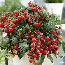 Afbeeldingsresultaat voor CDB tomato