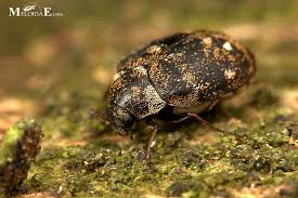 Attēlu rezultāti vaicājumam “Anthrenus museorum”