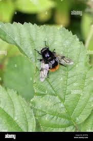 Attēlu rezultāti vaicājumam “Volucella bombylans”
