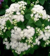 Image result for Leberbalsam