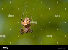 Attēlu rezultāti vaicājumam “Larinioides cornutus female”