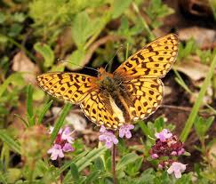 Attēlu rezultāti vaicājumam “Clossiana euphrosyne”