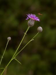 Attēlu rezultāti vaicājumam “Centaurea scabiosa bud”