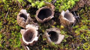 Attēlu rezultāti vaicājumam “Geopora arenicola”