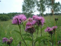 Image result for Centaurea pseudophrygia