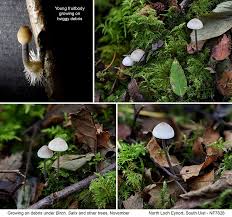 Attēlu rezultāti vaicājumam “Mycena filopes”