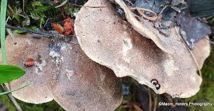 Attēlu rezultāti vaicājumam “Polyporus varius”