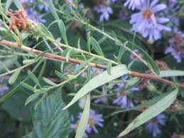 Attēlu rezultāti vaicājumam “Symphyotrichum x salignum leaf”