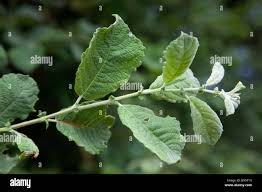 Attēlu rezultāti vaicājumam “Salix aurita bud”