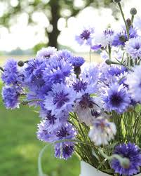 Image result for scabiosa caucasica
