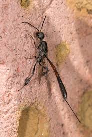 Attēlu rezultāti vaicājumam “Gasteruption jaculator imago”