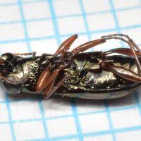 Attēlu rezultāti vaicājumam “Notiophilus germinyi”