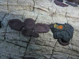 Attēlu rezultāti vaicājumam “Hypoxylon vogesiacum”