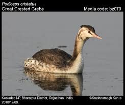 Attēlu rezultāti vaicājumam “Podiceps cristatus adult”