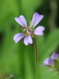Attēlu rezultāti vaicājumam “Geranium pusillum leaf”