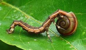 Attēlu rezultāti vaicājumam “Lampyridae”