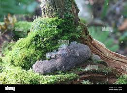 Attēlu rezultāti vaicājumam “Siphoptychium violaceum young”