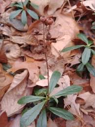 Attēlu rezultāti vaicājumam “Chimaphila umbellata leaf”