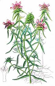 Attēlu rezultāti vaicājumam “Melampyrum cristatum leaf”