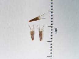 Attēlu rezultāti vaicājumam “Bidens tripartita”