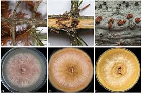 Attēlu rezultāti vaicājumam “Nectria sp., Neonectria sp.”