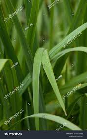 Attēlu rezultāti vaicājumam “Iris pseudacorus leaf”