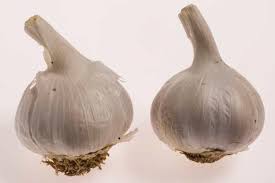 Attēlu rezultāti vaicājumam “Allium sativum fruit”