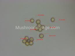 Attēlu rezultāti vaicājumam “Stemonitis axifera var. smithii spores”