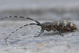 Attēlu rezultāti vaicājumam “Monochamus galloprovincialis”