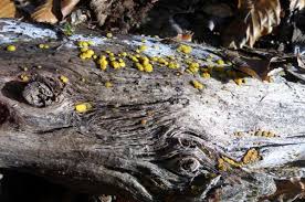 Attēlu rezultāti vaicājumam “Bisporella citrina”