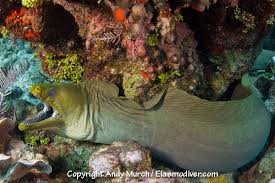 Image result for Gymnothorax funebris
