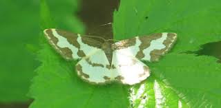 Attēlu rezultāti vaicājumam “Lomaspilis marginata”