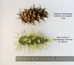 Attēlu rezultāti vaicājumam “Pseudotsuga menziesii var. glauca”