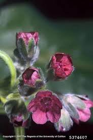 Attēlu rezultāti vaicājumam “Cynoglossum officinale flower”