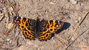 Attēlu rezultāti vaicājumam “Araschnia levana”