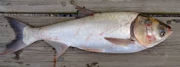 Image result for Hypophthalmichthys molitrix