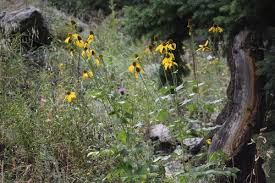 Attēlu rezultāti vaicājumam “Reticularia lobata young”